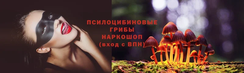 цены   Ленинск  Псилоцибиновые грибы Psilocybe 